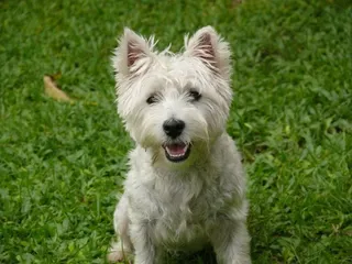 Dog 2400814 960 720