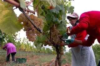 La Junta financia la afiliación de las mujeres del medio rural al régimen especial de trabajadores agrarios