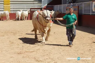 Subasta de ganado Salamaq 2018 (88)