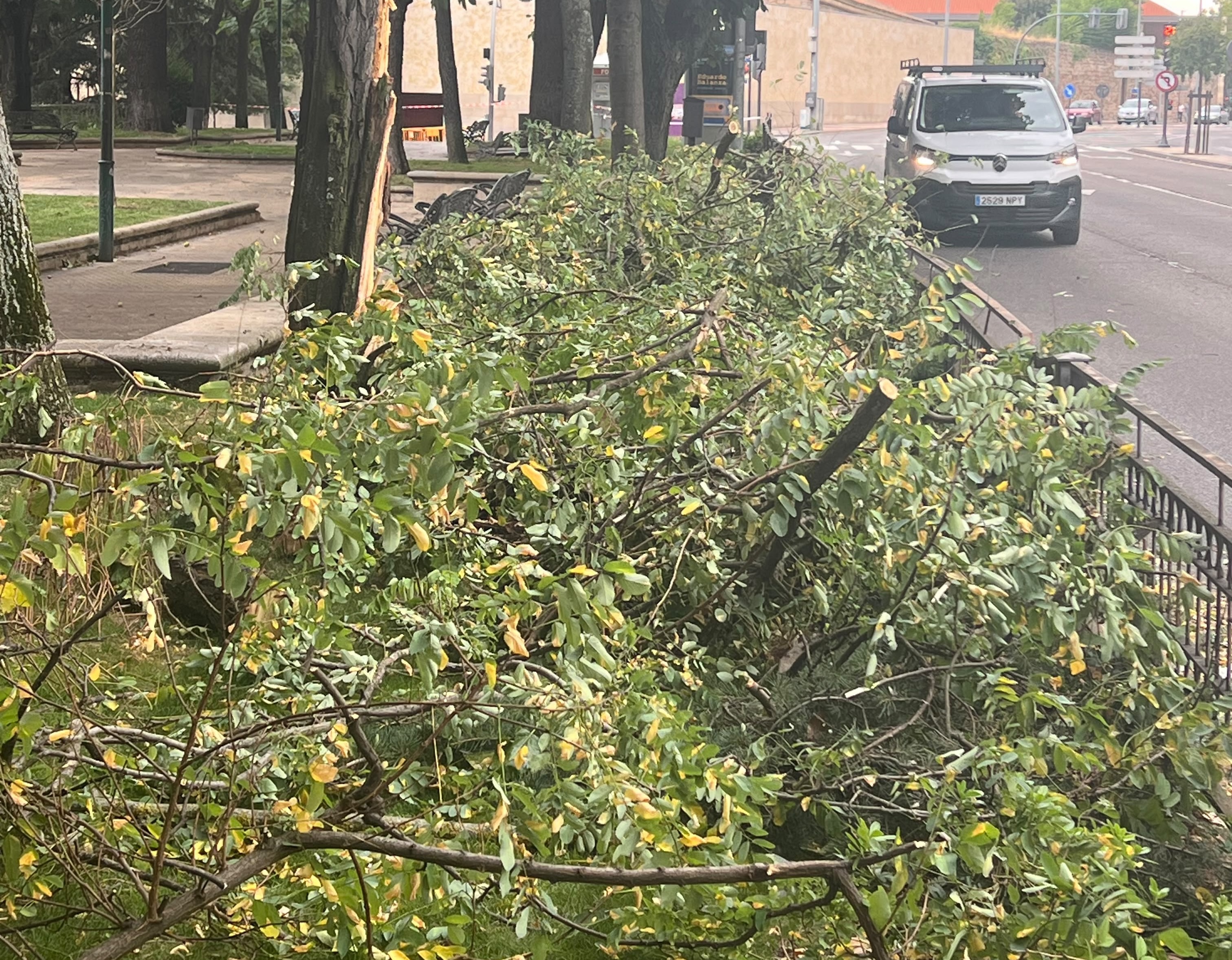 El aire derriba un &aacute;rbol en el paseo San Vicente