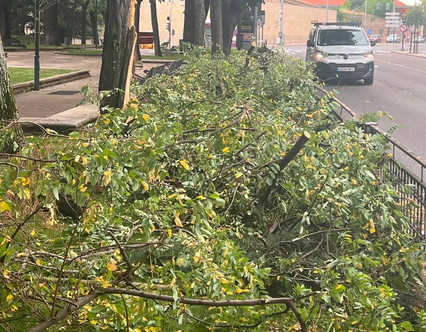 El aire derriba un árbol en el paseo San Vicente
