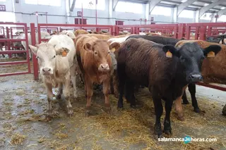 Lonja, vacas, campo, ganado | Imagen de archivo Salamanca24horas