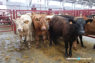 Lonja, vacas, campo, ganado | Imagen de archivo Salamanca24horas