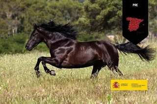 Caballo PRE