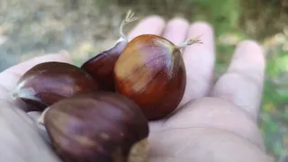 Castañas y otoño. Foto S24H