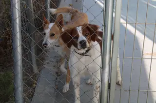Refugio de animales del Ayuntamiento de Salamanca (2)