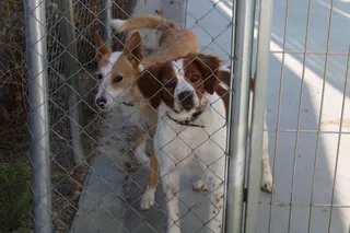 Refugio de animales del Ayuntamiento de Salamanca (2)