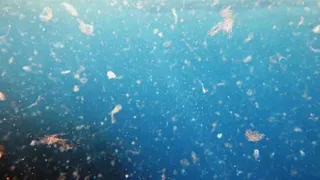 microplásticos