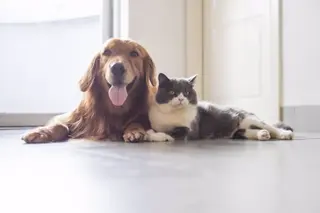 Archivo: Perro y gato. Foto EP