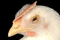 Gallina afectada por la Enfermedad Newcastle | Imagen MAPA