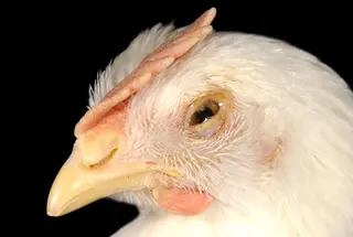 Gallina afectada por la Enfermedad Newcastle | Imagen MAPA