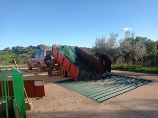 Recogida de aceitunas en la Cooperativa Aceiteros del Águeda