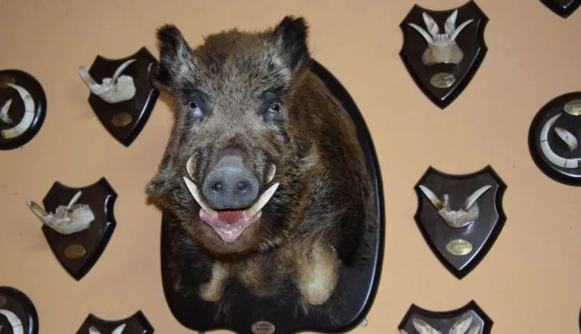 Taxidermia en Salamanca (34)