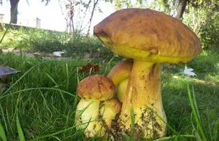 Micocyl Salamanca gestiona más de 3.100 licencias para la recolección micológica en la campaña de otoño