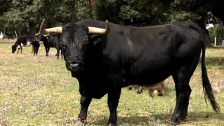 Toro