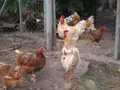 Gallinas en un corral - Foto EP