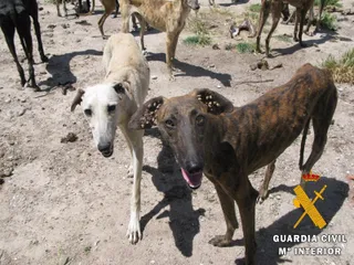 La Guardia Civil detecta una perrera con galgos maltratados en Peñaranda de Bracamonte