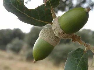Guijuelo prevé una campaña bellotera más corta pero intensa