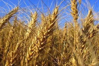 El cereal vuelve a la carga