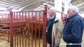 Ganado (12)