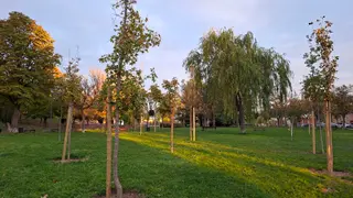 Plantacion árboles en la Chinchibarra
