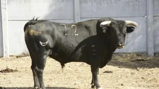 Éstos son los toros para la corrida mixta en Alba de Tormes el próximo domingo
