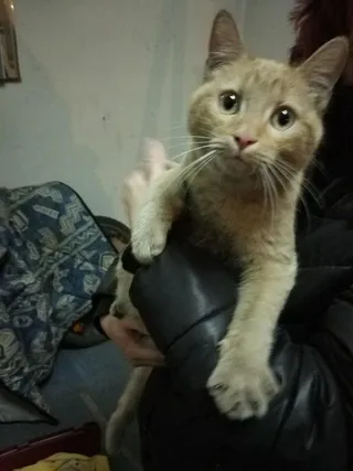 Siempre Fiel a tu perro (5/2/2017)