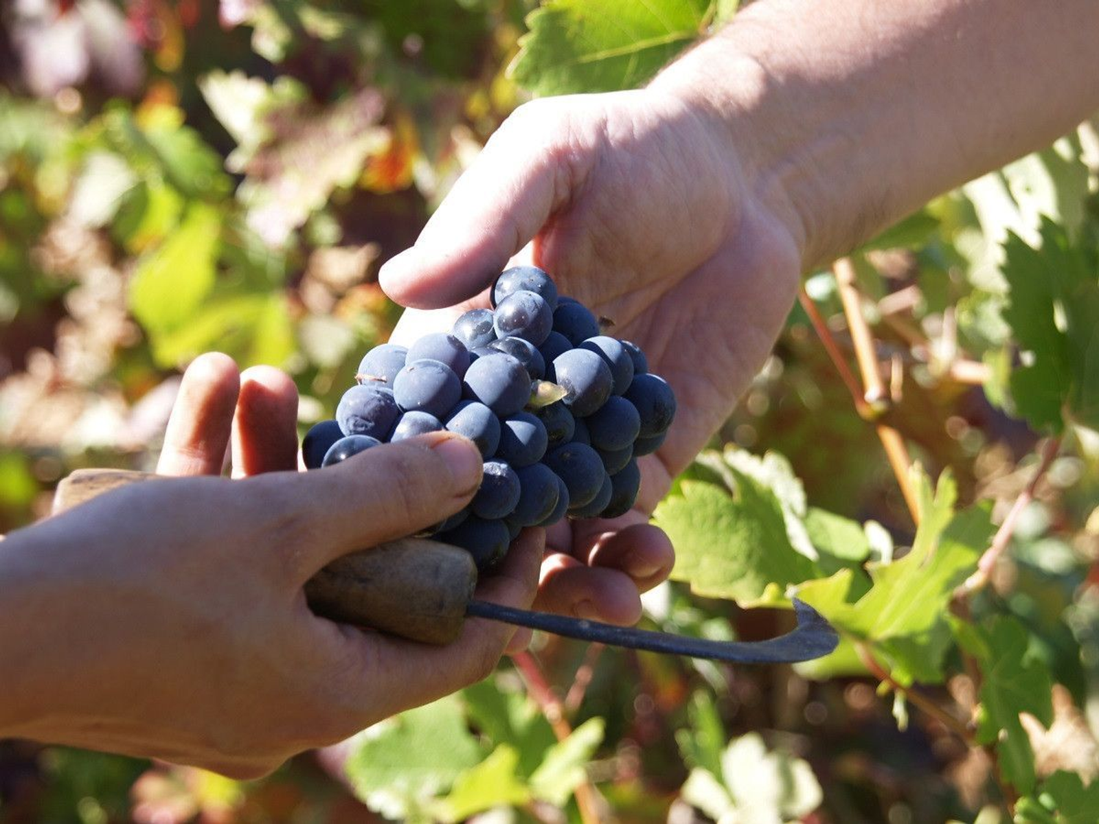 Las Rutas del Vino de España certificadas de Castilla y León recibirán 230.000 euros