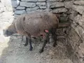 Oveja Con Heridas En La Zona Trasera De Las Patas y el Cuello Tras Un Ataque Del Lobo En Pereña De La Ribera