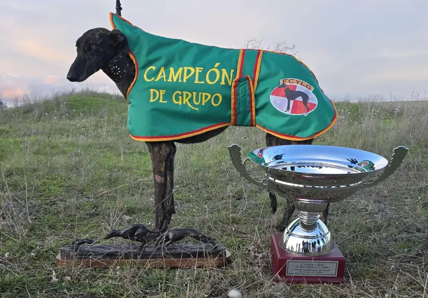 La galga salmantina Húngara de Francacelu