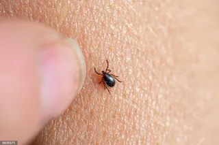 Imagen de una garrapata marrón | Europa Press