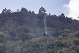 Monte, gestión forestal