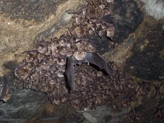 Los vertebrados forestales amenazados prefieren los árboles viejos