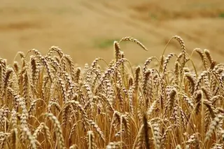 Un campo de trigo.