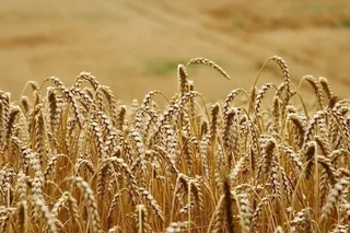 Un campo de trigo.