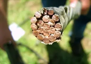 Segundo robo consecutivo de cable que deja sin teléfono a Carrascal de Barregas