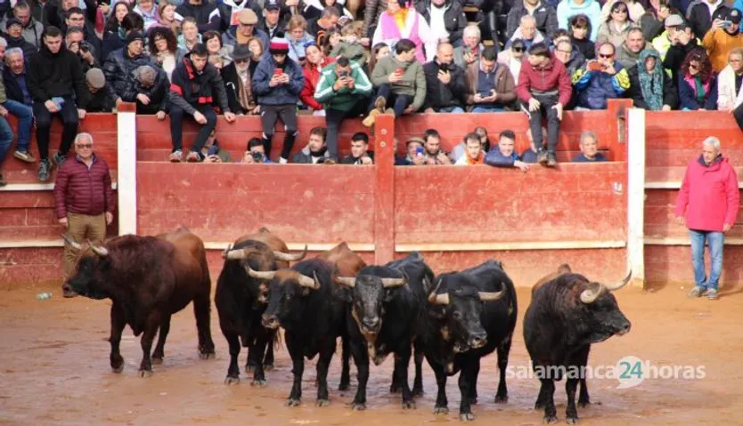 Encierro del martes de Carnaval en Ciudad Rodrigo (16)