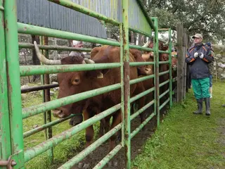 Saneamiento, vacas, ganaderos, agricultura y ganadería. Foto de archivo