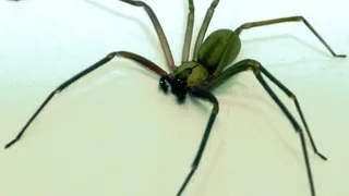Loxosceles reclusa, araña responsable de la picadura.