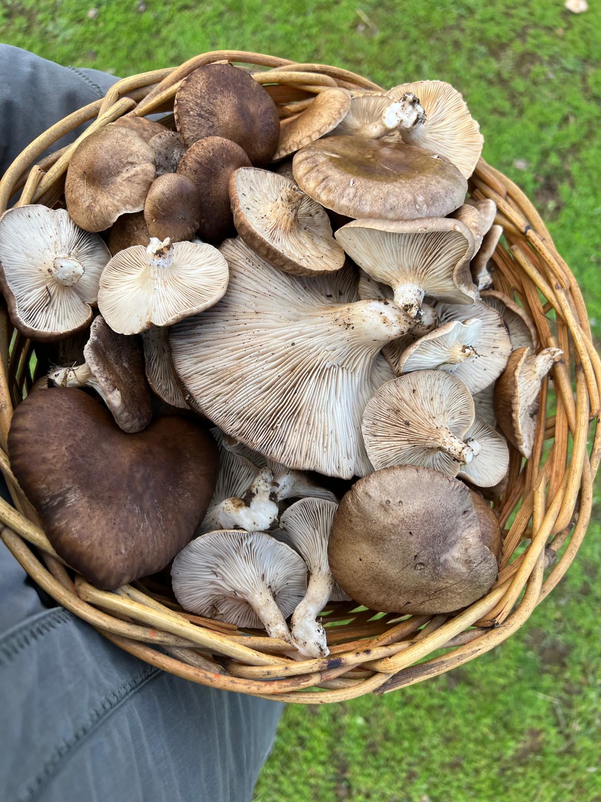 Setas De Cardo