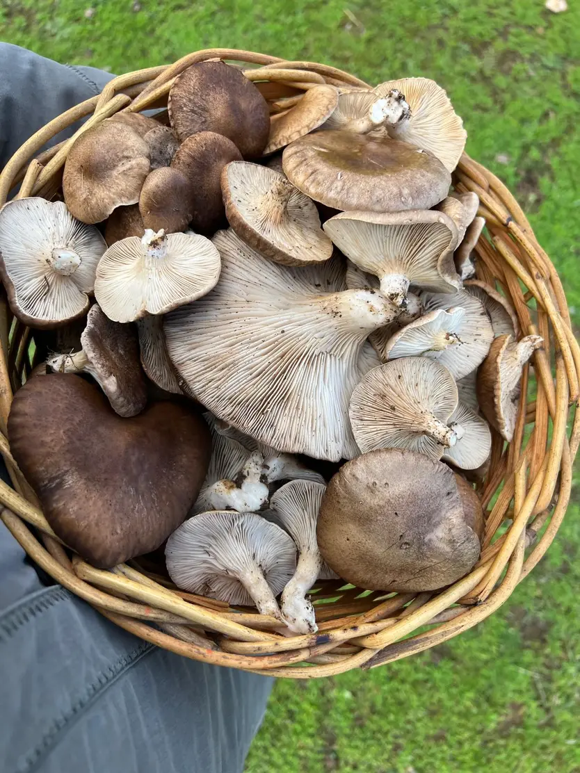 Setas De Cardo