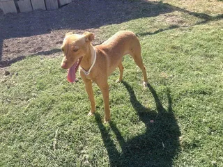 Siempre fiel a tu perro: nuevos galgos