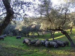 Cerdos ibéricos de bellota en el campo | Europa Press