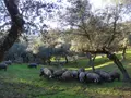Cerdos ibéricos pastando en la dehesa de Salamanca