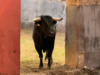 Sexto novillo de Lorenzo Espioja para Mario Navas, viernes, 15 de septiembre de 2023. Foto S24H