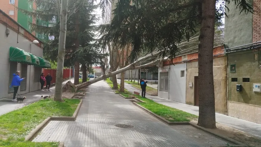 Árbol caído por el temporal