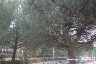 Parque wurzburg arboles 14
