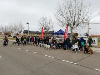 II Jornada Perruna en Villares de la Reina (1)