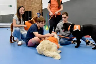 Programa de terapia de perros, en una imagen de archivo