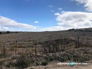 Pistachos2